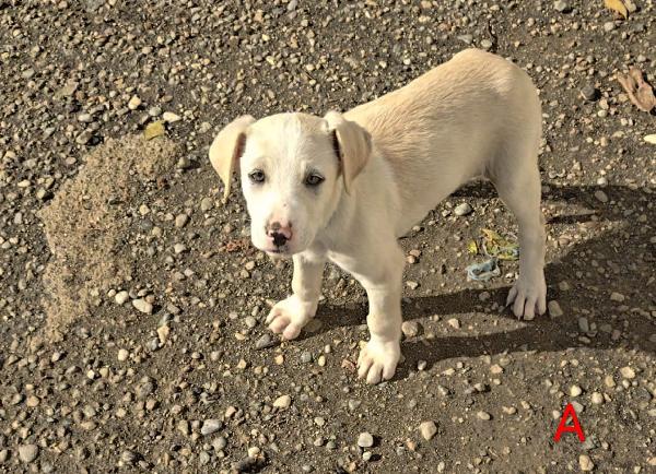 🐾 Adone, Un Piccolo Eroe In Cerca Di Amore 🐾